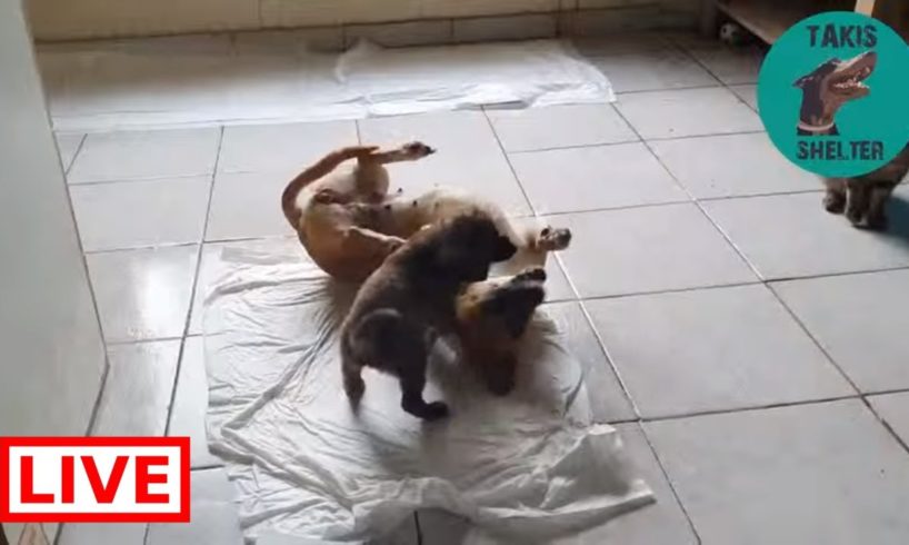 Frufru and Lolita playing - Takis Shelter