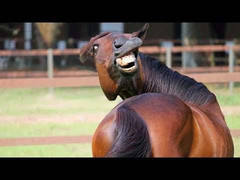 ? Funniest Animals ? - Try Not To Laugh ? - Funny Domestic And Wild Animals' Life