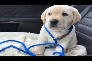 Funniest & Cutest Golden Retriever Puppies #30 - Funny Puppy Videos 2019