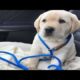 Funniest & Cutest Golden Retriever Puppies #30 - Funny Puppy Videos 2019