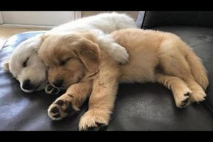 Funniest & Cutest Golden Retriever Puppies #31 - Funny Puppy Videos 2019