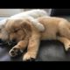 Funniest & Cutest Golden Retriever Puppies #31 - Funny Puppy Videos 2019
