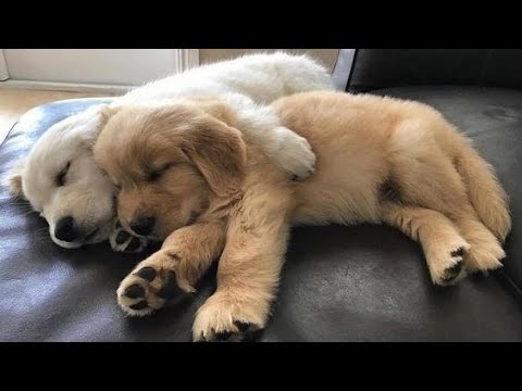 Funniest & Cutest Golden Retriever Puppies #31 - Funny Puppy Videos 2019