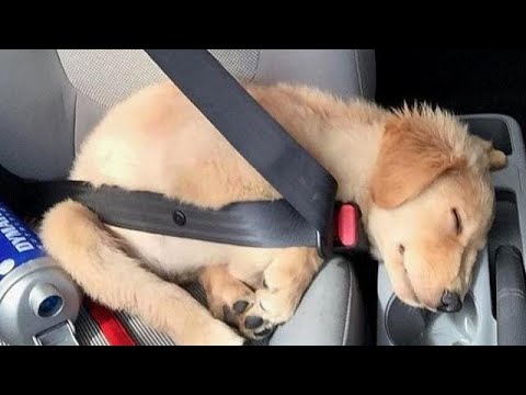 Funniest & Cutest Golden Retriever Puppies #32 - Funny Puppy Videos 2019