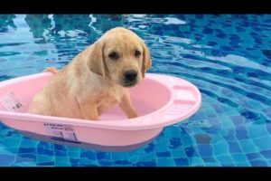 Funniest & Cutest Golden Retriever Puppies #34 - Funny Puppy Videos 2019