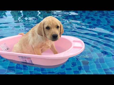 Funniest & Cutest Golden Retriever Puppies #34 - Funny Puppy Videos 2019