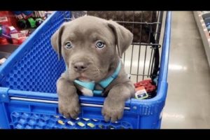 Funniest & Cutest Pitbull Puppies #2 - Funny Puppy Videos 2019
