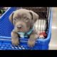 Funniest & Cutest Pitbull Puppies #2 - Funny Puppy Videos 2019