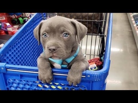 Funniest & Cutest Pitbull Puppies #2 - Funny Puppy Videos 2019