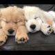 Funniest & Cutest Puppies - Funny Puppy Videos 2019 ♥ Cute Puppies Doing Funny Things | Puppies TV
