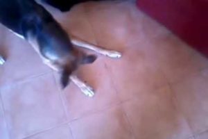 Funniest videos of animals on YouTube: my dog playing laser game!