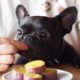 Funny And Cute French Bulldog | French bulldog Puppies | Funny dog videos try not to laugh #25