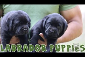 Funny And Cute Labrador Puppies Compilations 2019 || SCOOBERS