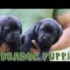 Funny And Cute Labrador Puppies Compilations 2019 || SCOOBERS