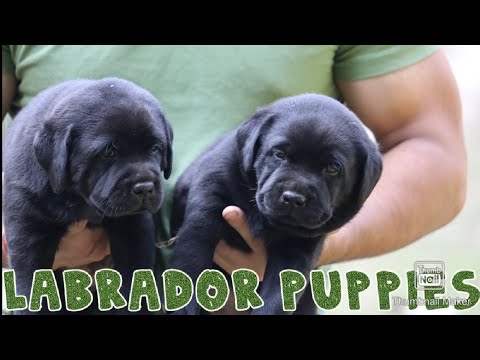 Funny And Cute Labrador Puppies Compilations 2019 || SCOOBERS