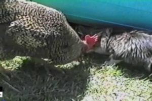 Funny Animals -  Animal Fights Caught On Tape