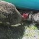 Funny Animals -  Animal Fights Caught On Tape