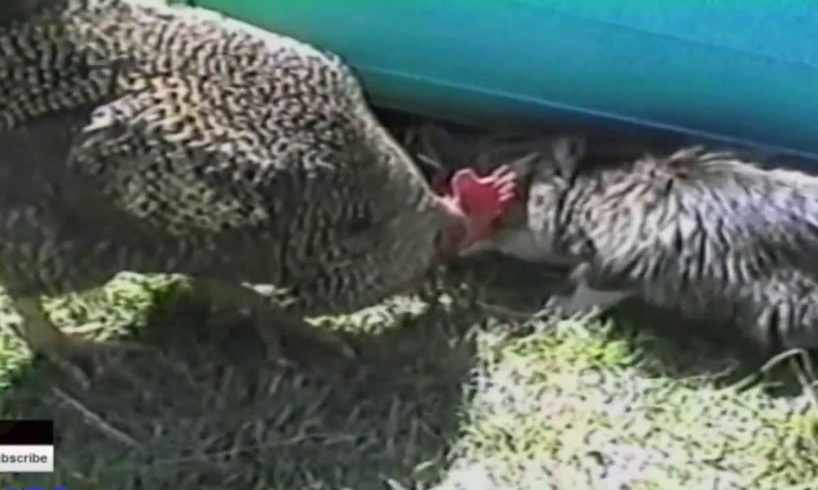 Funny Animals -  Animal Fights Caught On Tape