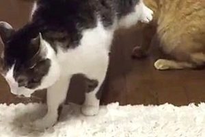 Funny Animals - Cats playing.