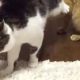 Funny Animals - Cats playing.