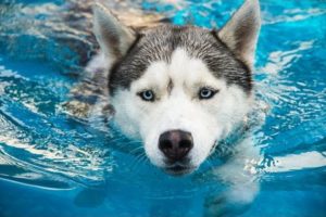 Funny Animals - Funny Dog Videos - Funny Dogs Swimming in Pool Compilation 2016