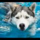 Funny Animals - Funny Dog Videos - Funny Dogs Swimming in Pool Compilation 2016