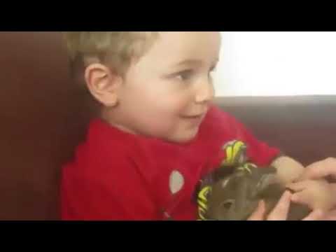 Funny Baby Playing With Animal Compilation - (FUNNY VIDEO 2019)