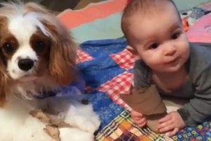 Funny Baby and Animals Playing_funny animals video 2019_funny videos hks#1