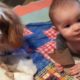 Funny Baby and Animals Playing_funny animals video 2019_funny videos hks#1