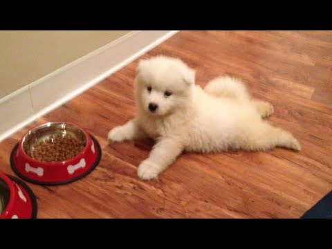 Funny Cute Dogs And Puppies Compilation - Ultimate Funny Dogs & Cute Puppies | Puppies TV