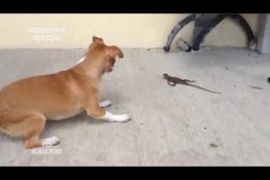 Funny Fight Video Between Dog & Lizard In Warri • HD VIDEO