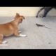 Funny Fight Video Between Dog & Lizard In Warri • HD VIDEO