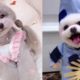 Funny Puppies And Cute Puppies Videos Compilation 2019 #1 - Cute Dogs