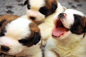 Funny Puppies Learn To Howl and Bark ? ? [Epic Laughs]