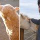 Funny Rescued Animals at Lovin' Arms Sanctuary