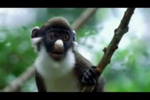 Funny Talking Animals - Walk On The Wild Side - The best BBC documentary ever!