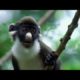 Funny Talking Animals - Walk On The Wild Side - The best BBC documentary ever!