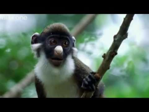 Funny Talking Animals - Walk On The Wild Side - The best BBC documentary ever!
