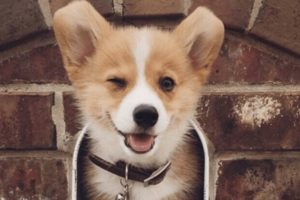 Funny & Cute Welsh Corgi Puppies Video Compilation
