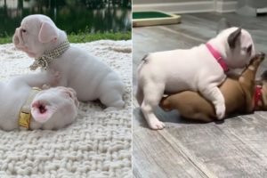 Funny and Cute French Bulldog puppies compilations 2019 #101 | Dogs are Awesome