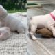 Funny and Cute French Bulldog puppies compilations 2019 #101 | Dogs are Awesome