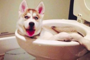 Funny and Cute German Shepherd Puppies Compilation #2 Cutest GSD