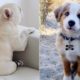 Funny and Cute Puppies Doing Funny Things #1 ♥ Cutest Dogs | Dogs Awesome