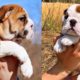Funny and cute English bulldog puppies Compilation # 02 | Animal Lovers