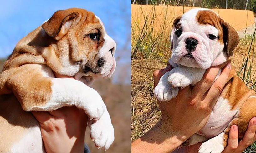 Funny and cute English bulldog puppies Compilation # 02 | Animal Lovers