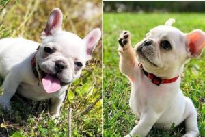Funny and cute french bulldog puppies Compilation #88 | Dogs Awesome