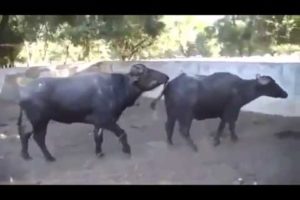 Funny animals falling asleep funny animals try not to laugh or grin