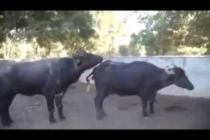 Funny animals rapping funny animals in nature