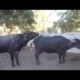 Funny animals rapping funny animals in nature