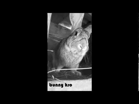 Funny bunny rabbit videos.bunny playing.cute rabbits.beautiful.2019.animals.pet.new.кролик. ウサギ